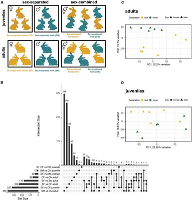 Sex separation unveils the functional plasticity of the vomeronasal organ in rabbits